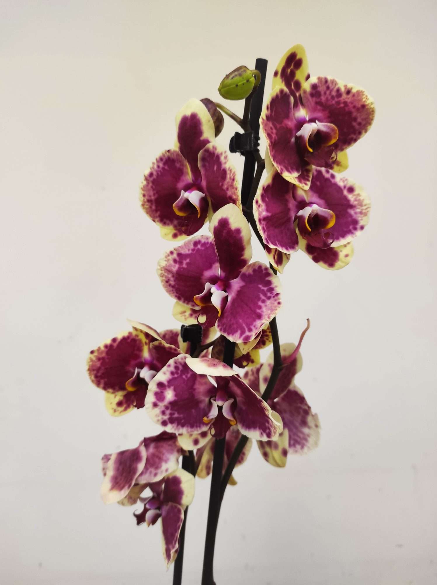 Phalaenopsis - 2 Hastes