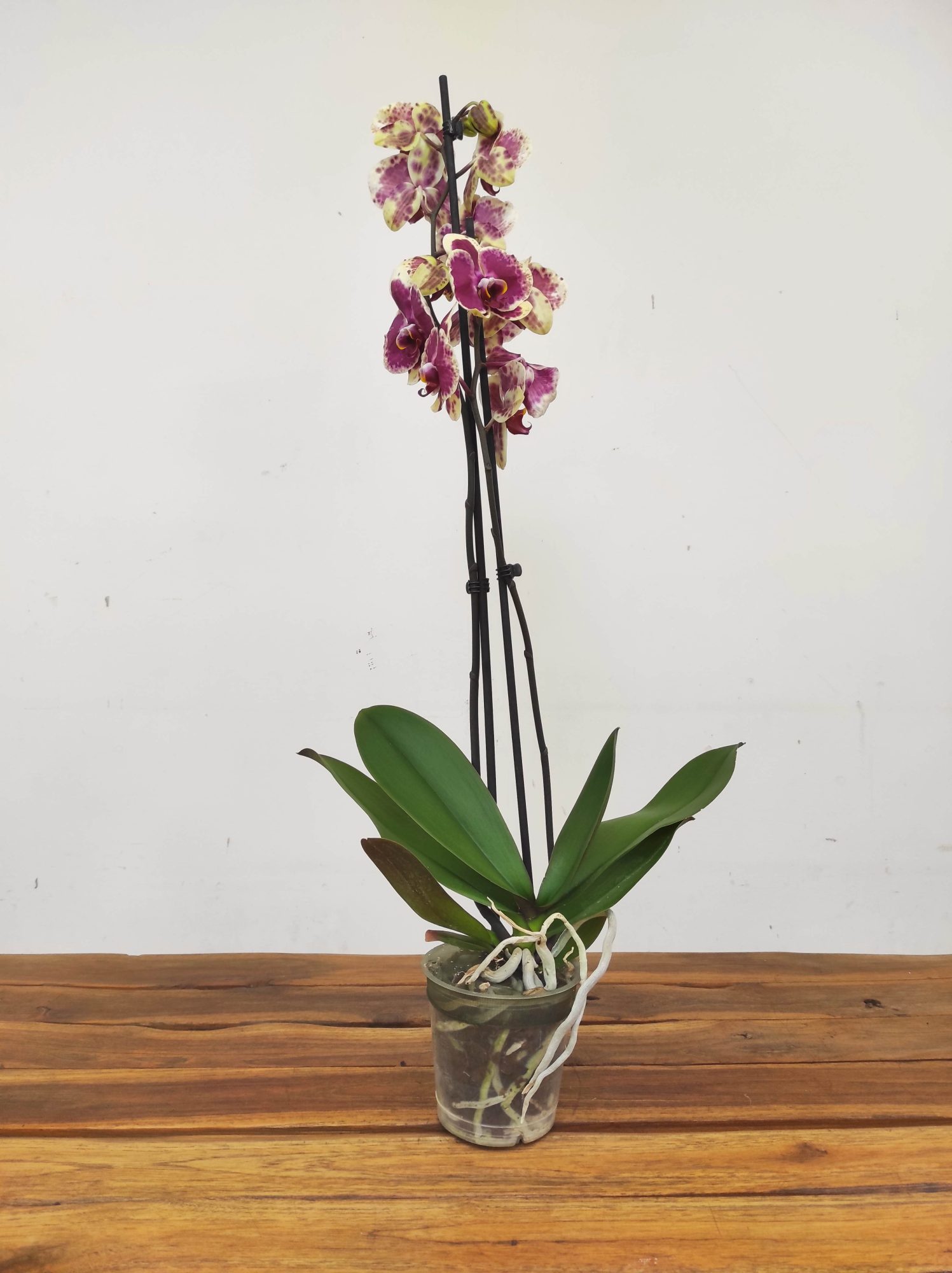 Phalaenopsis - 2 Hastes - Image 2