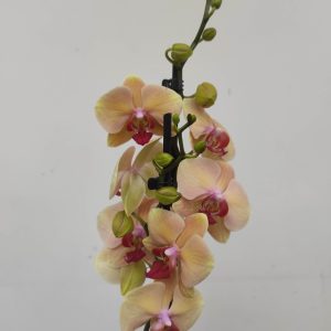 Phalaenopsis - 2 Hastes