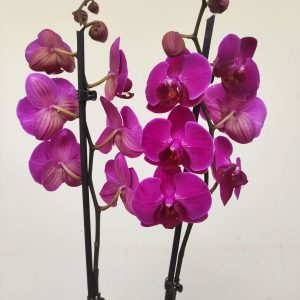 Phalaenopsis - 2 Hastes