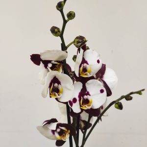 Phalaenopsis - 2 Hastes