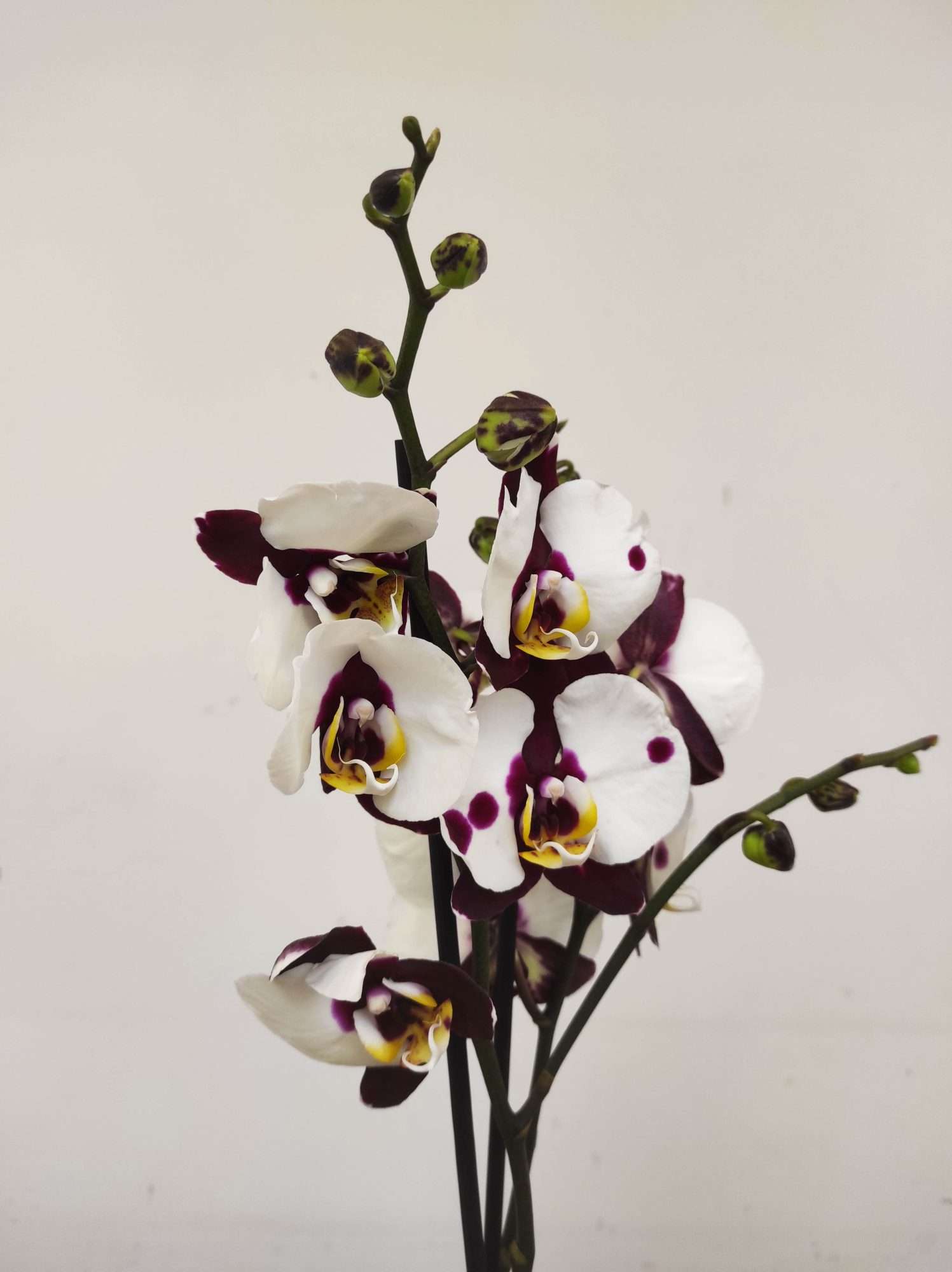 Phalaenopsis - 2 Hastes