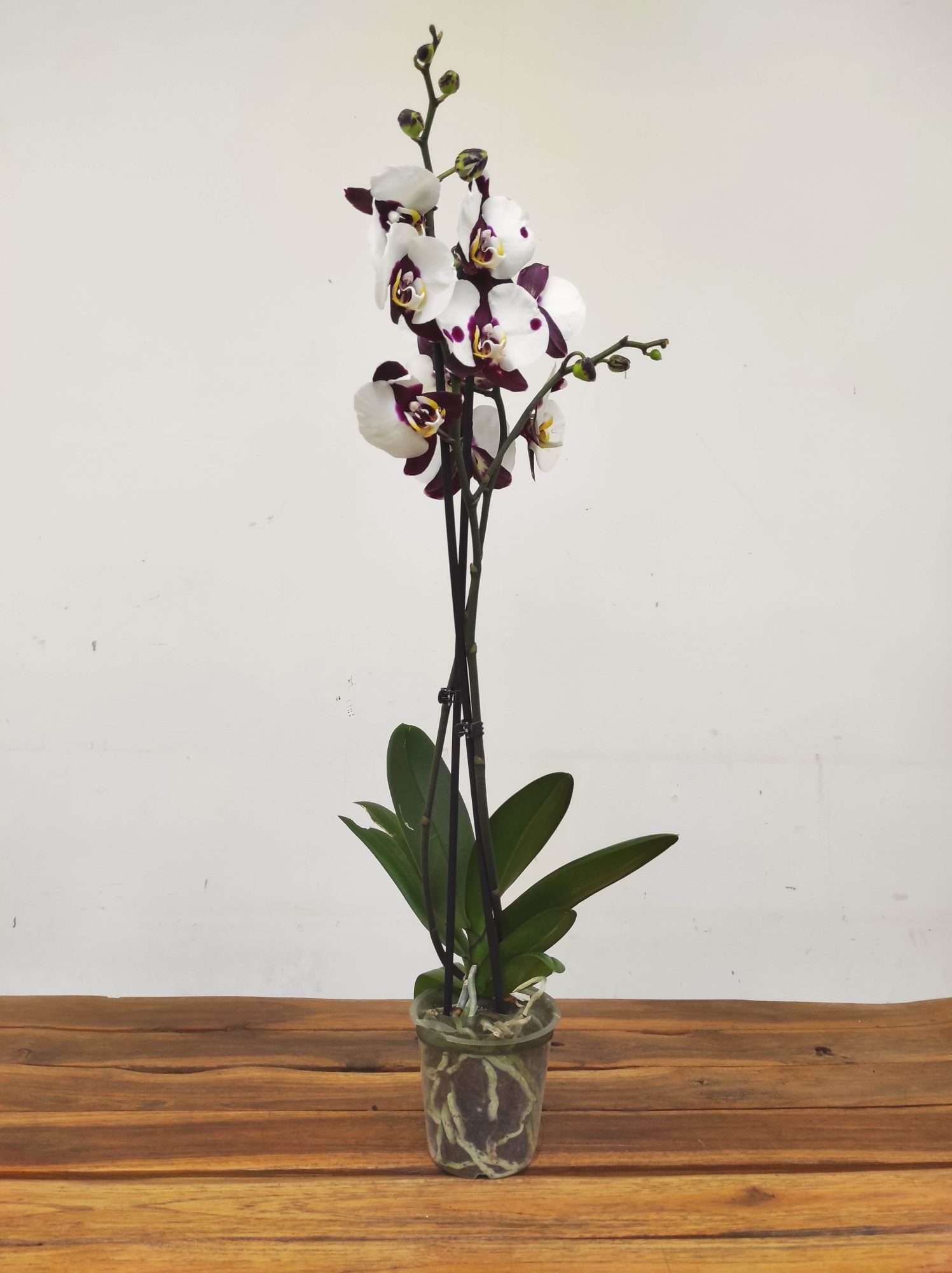 Phalaenopsis - 2 Hastes - Image 2