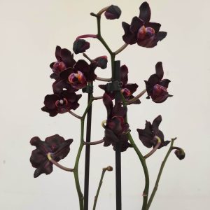 Phalaenopsis - 2 Hastes