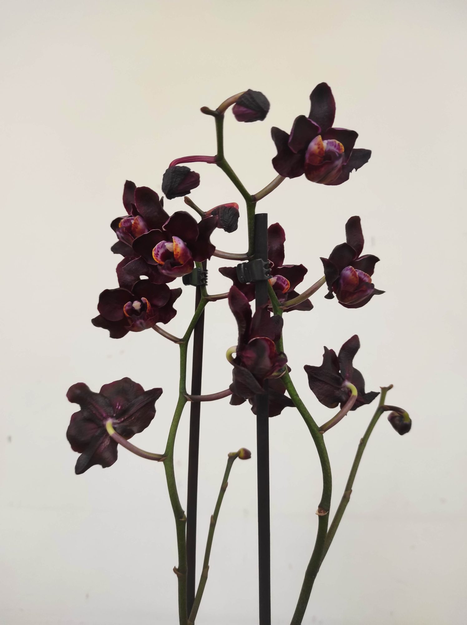 Phalaenopsis - 2 Hastes