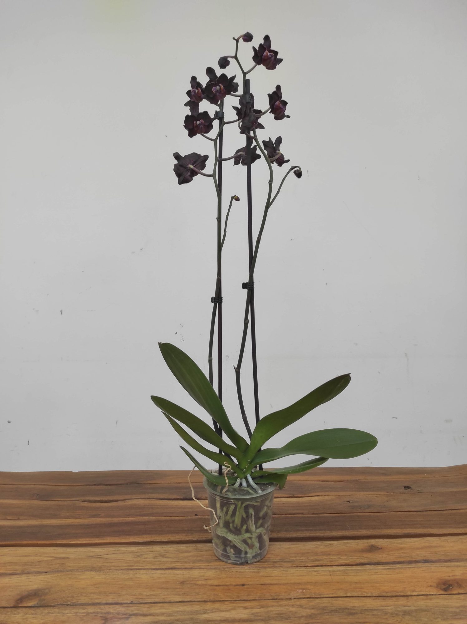 Phalaenopsis - 2 Hastes - Image 2