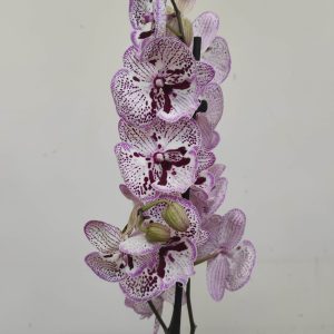 Phalaenopsis - 2 Hastes