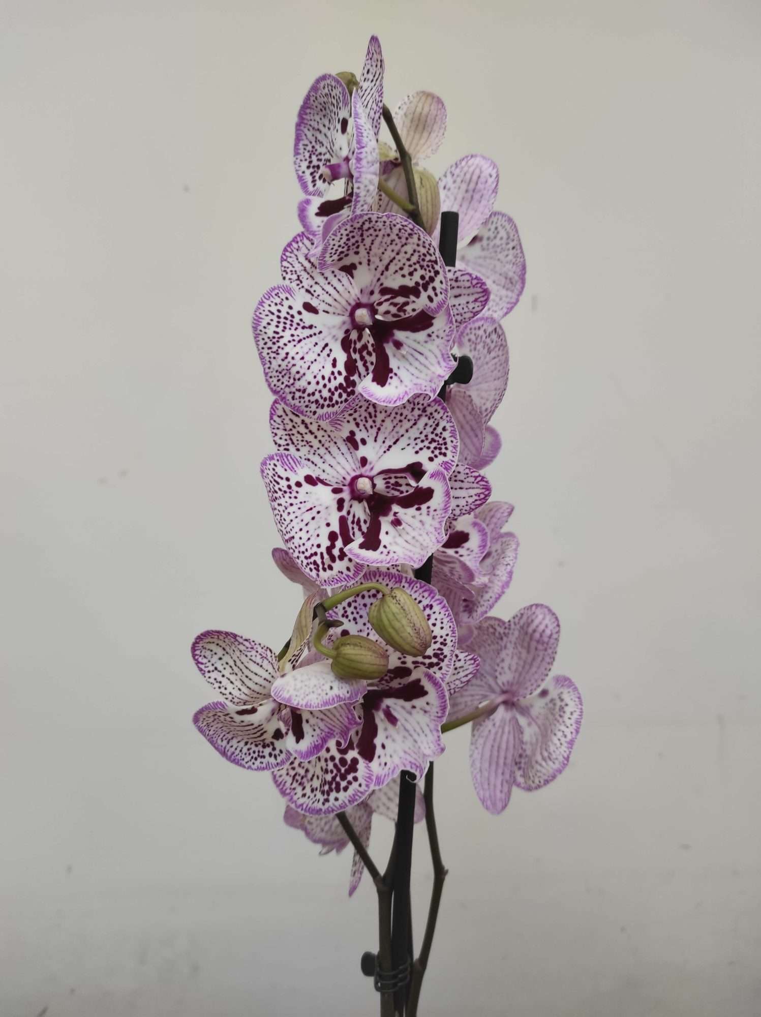 Phalaenopsis - 2 Hastes