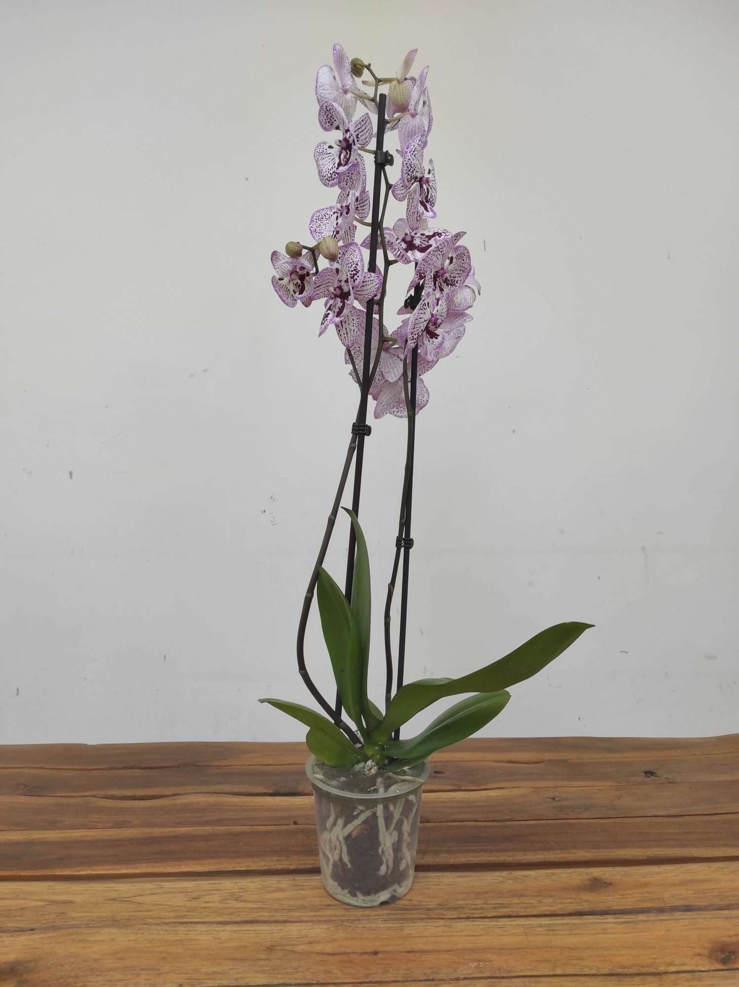 Phalaenopsis - 2 Hastes - Image 2