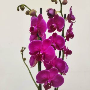 Phalaenopsis - 2 Hastes