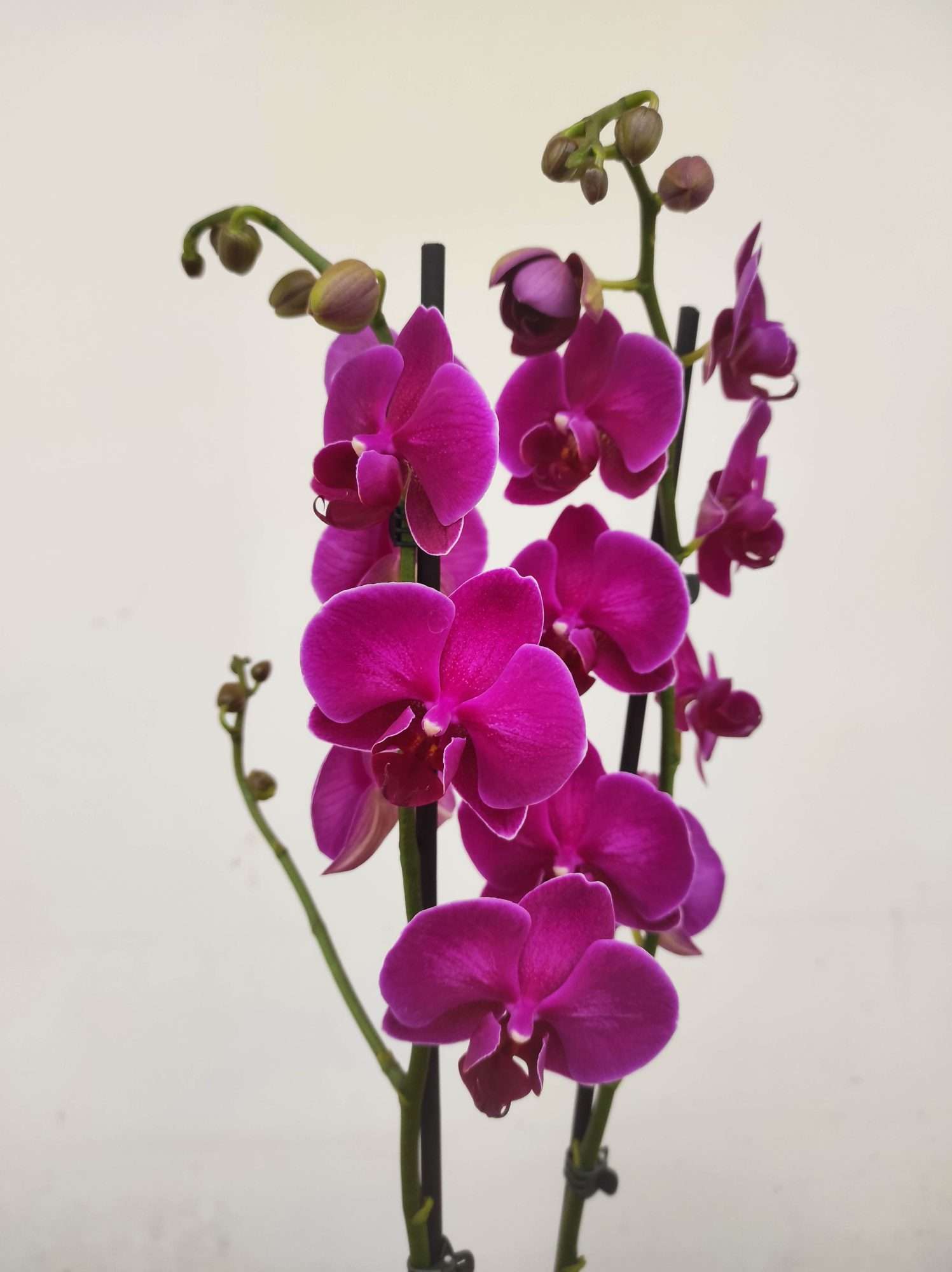 Phalaenopsis - 2 Hastes