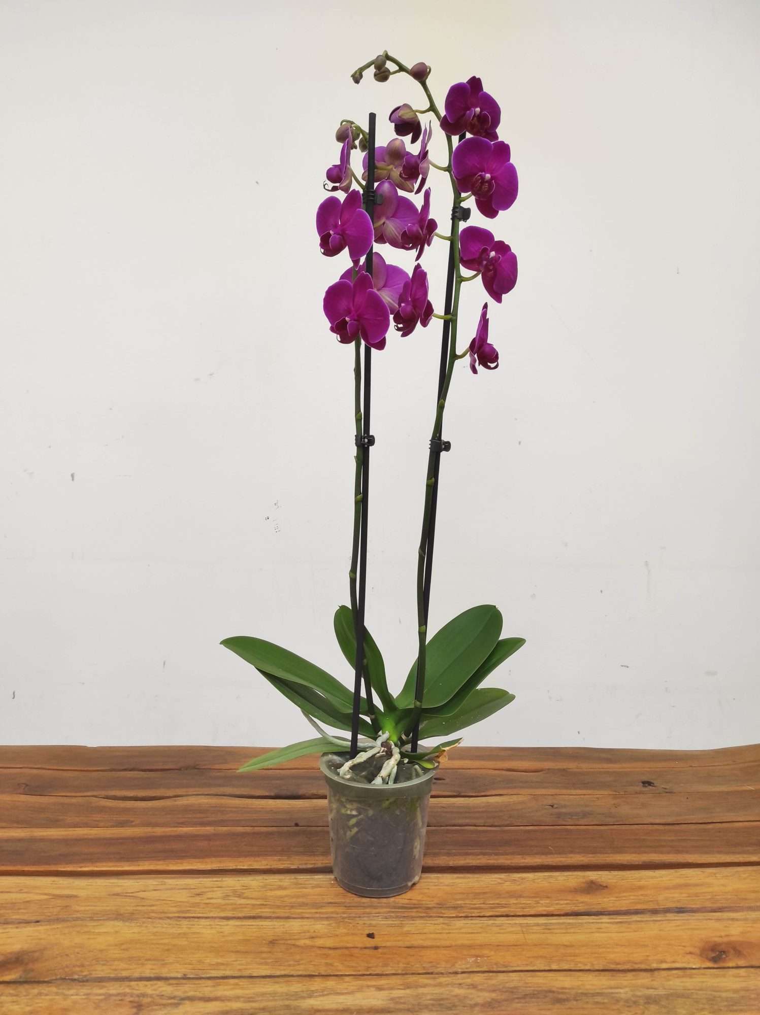 Phalaenopsis - 2 Hastes - Image 2