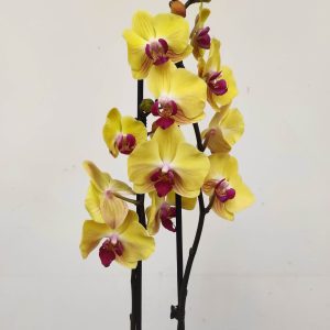 Phalaenopsis - 2 Hastes