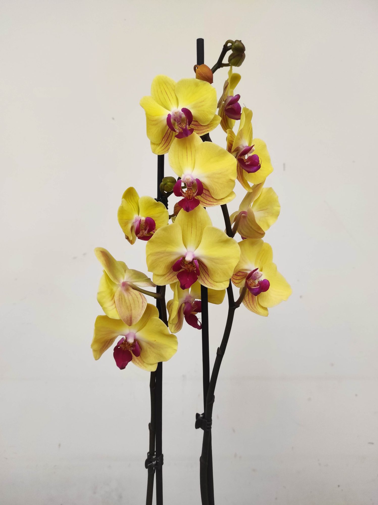 Phalaenopsis - 2 Hastes