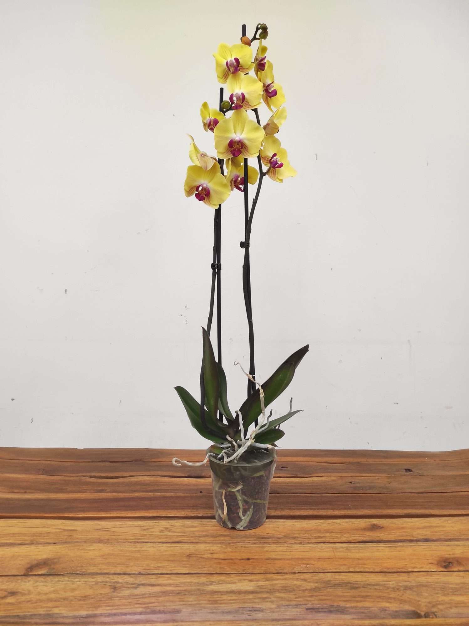 Phalaenopsis - 2 Hastes - Image 2