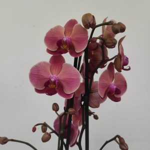 Phalaenopsis - 2 Hastes
