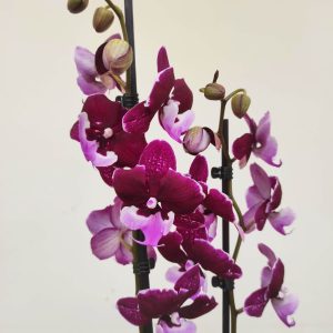 Phalaenopsis - 2 Hastes