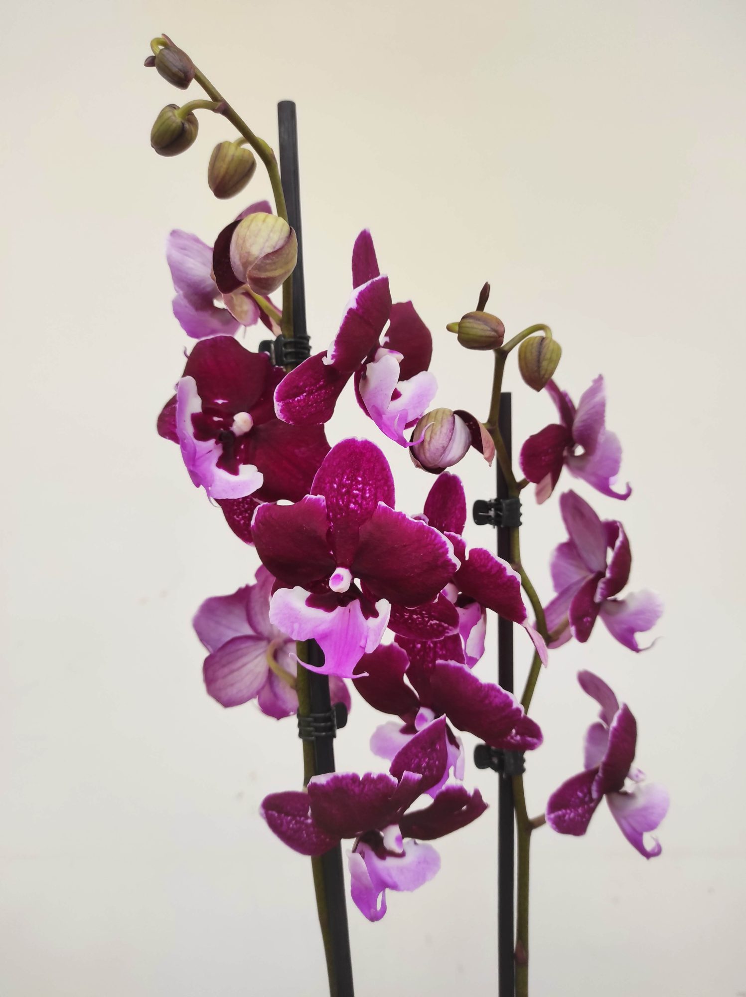 Phalaenopsis - 2 Hastes