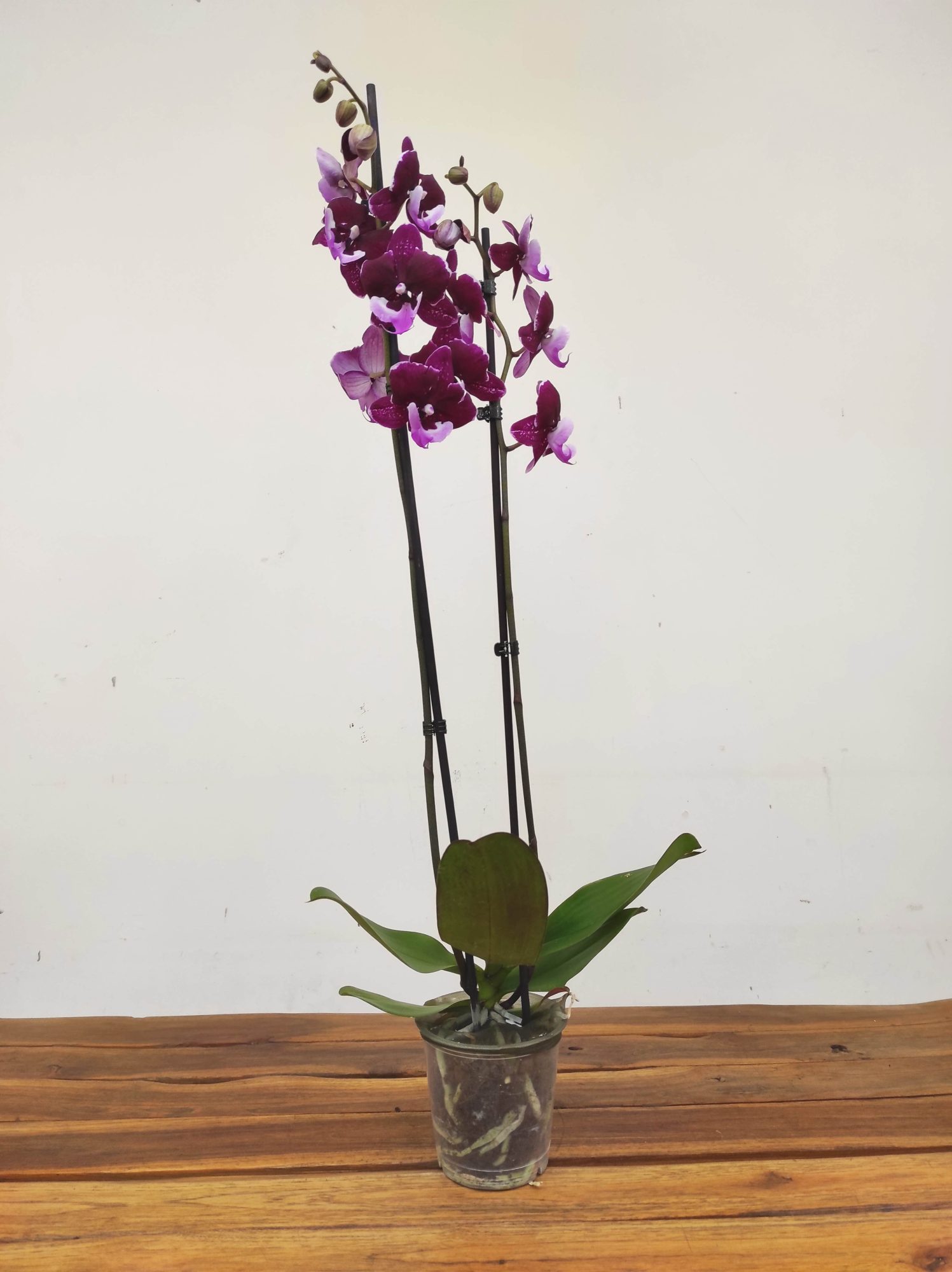Phalaenopsis - 2 Hastes - Image 2