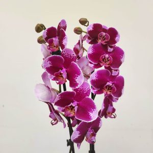 Phalaenopsis - 2 Hastes