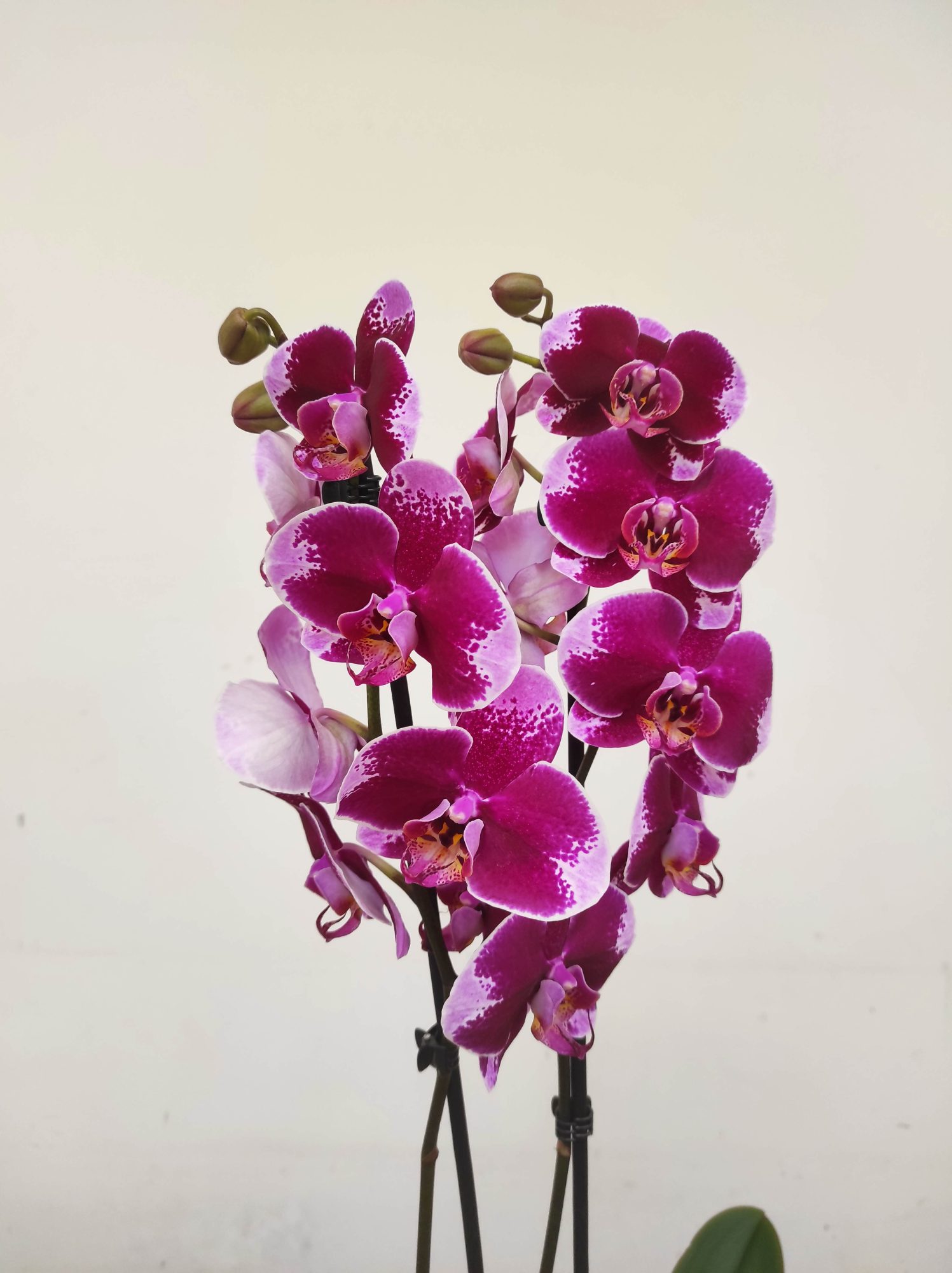 Phalaenopsis - 2 Hastes