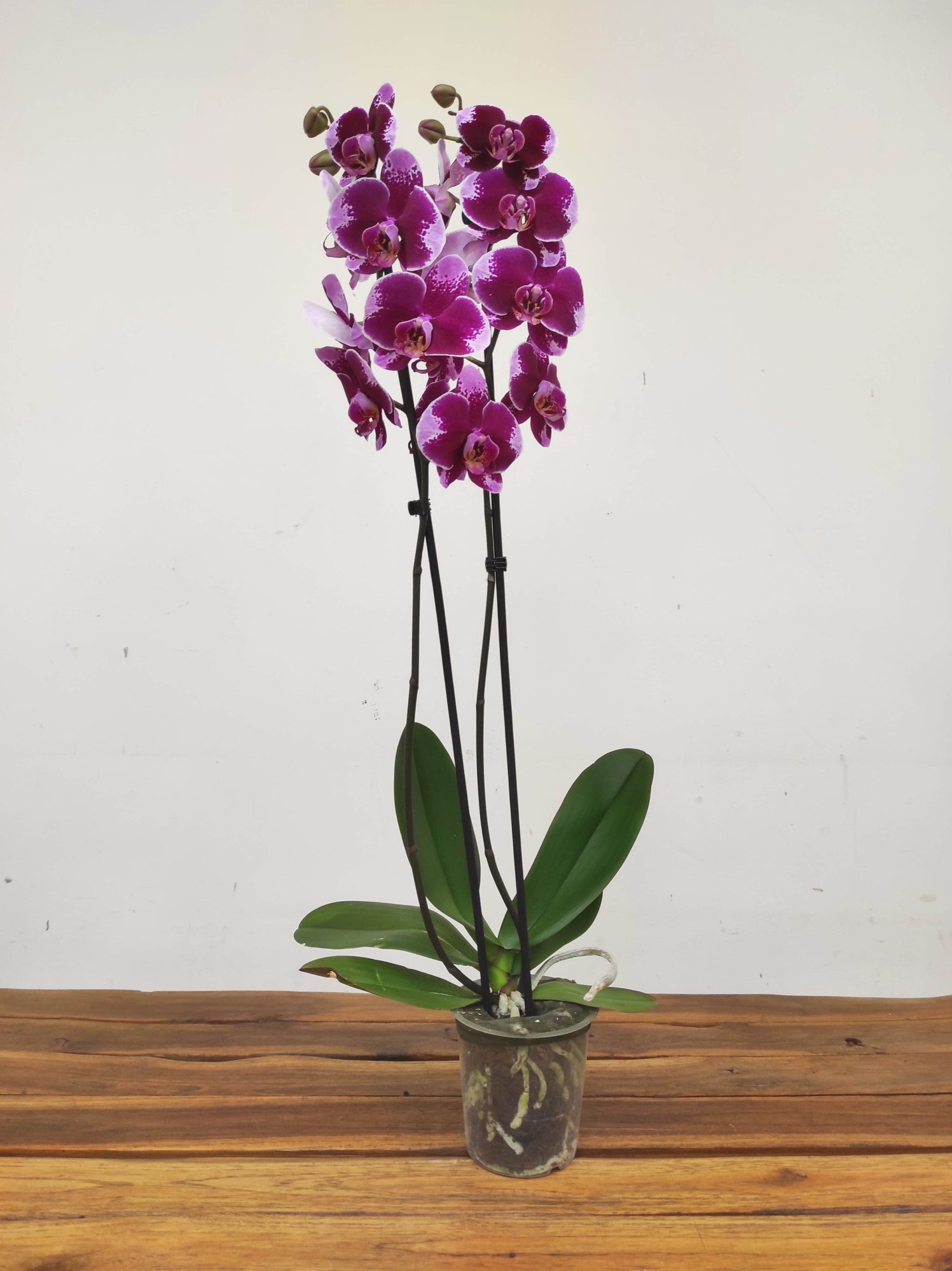 Phalaenopsis - 2 Hastes - Image 2