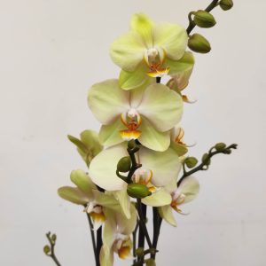 Phalaenopsis - 2 Hastes