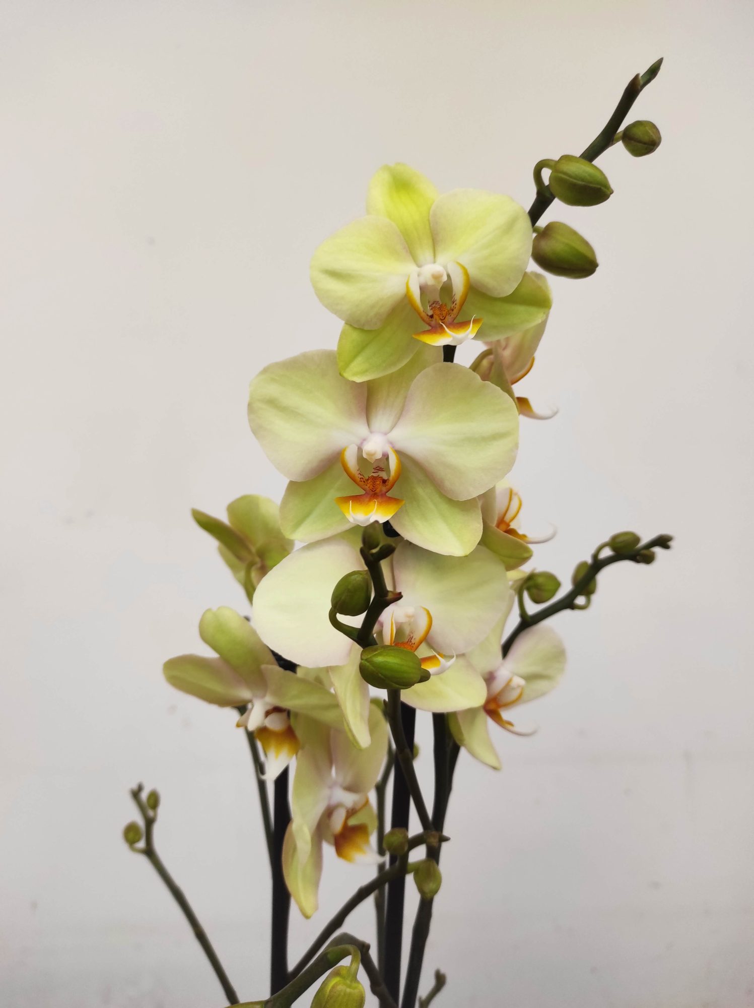 Phalaenopsis - 2 Hastes