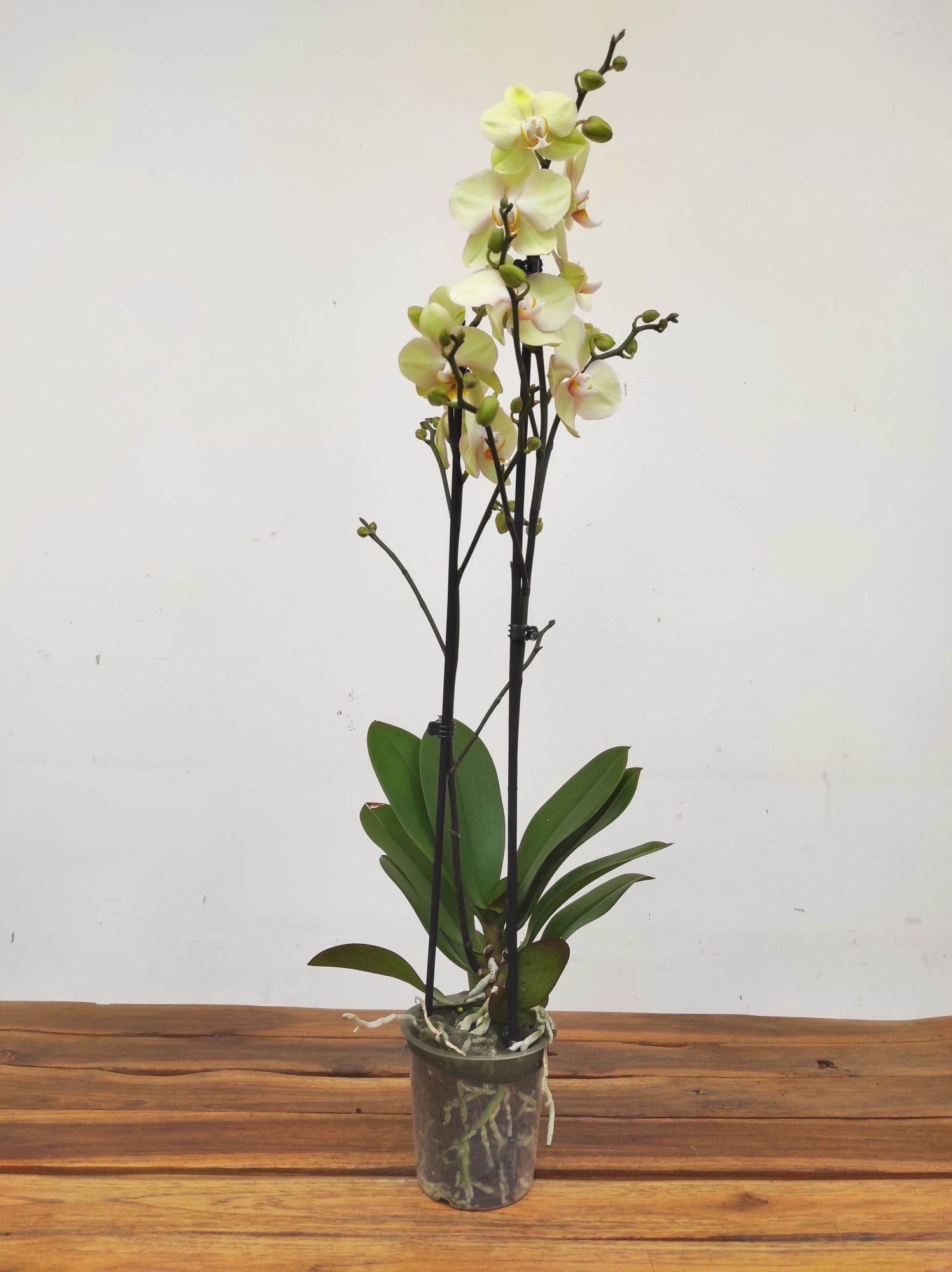 Phalaenopsis - 2 Hastes - Image 2