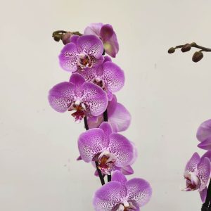 Phalaenopsis - 2 Hastes