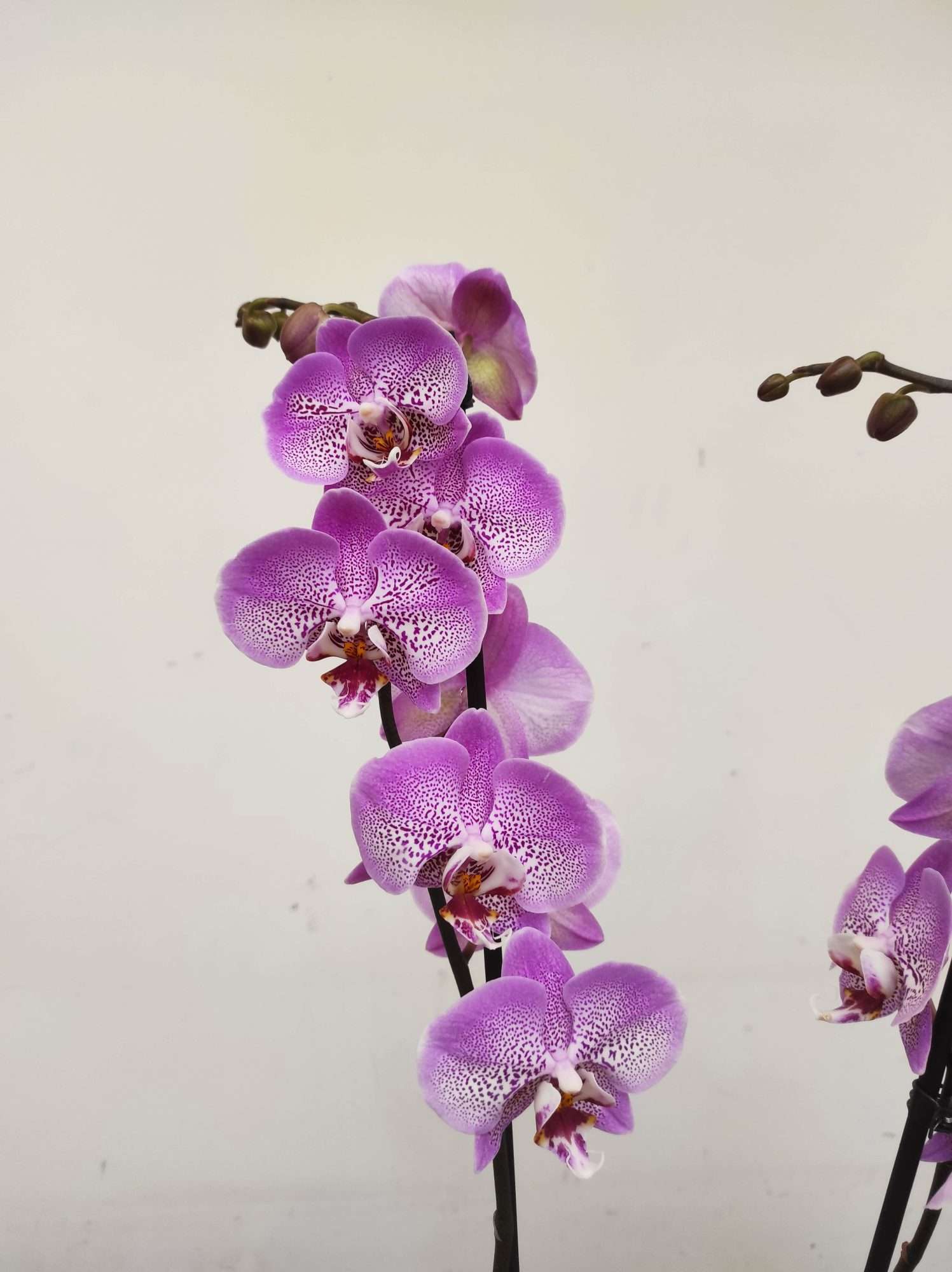 Phalaenopsis - 2 Hastes