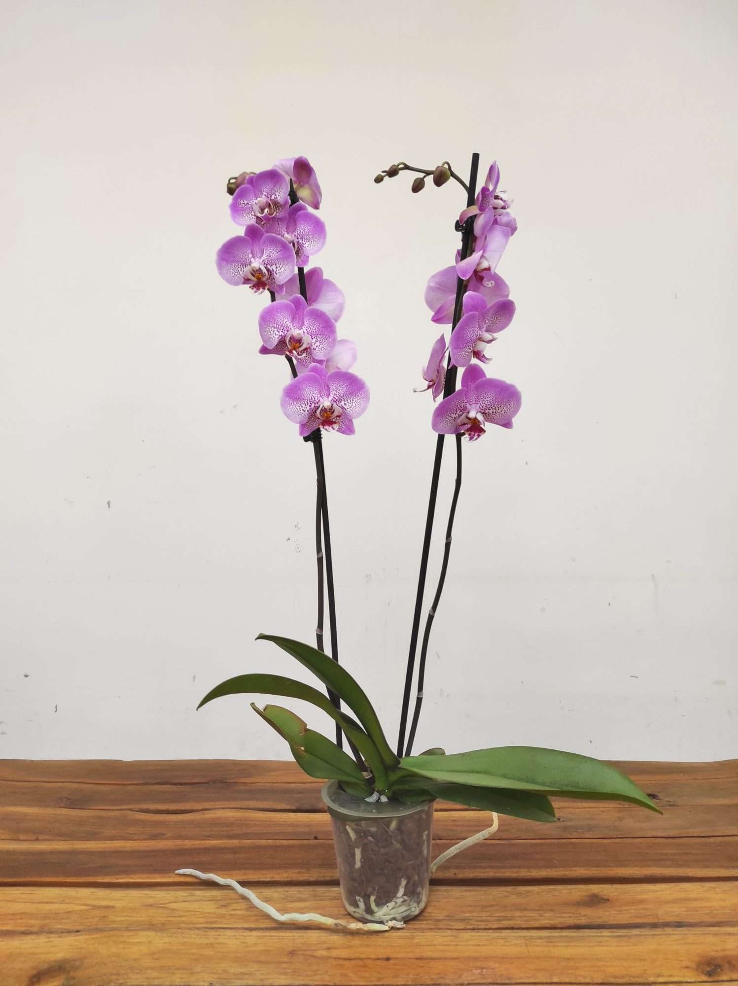 Phalaenopsis - 2 Hastes - Image 2