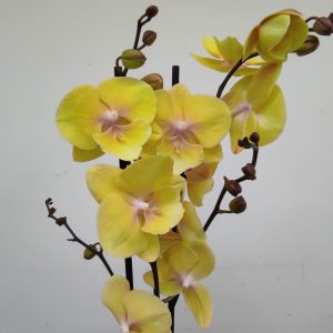 Phalaenopsis - 2 Hastes