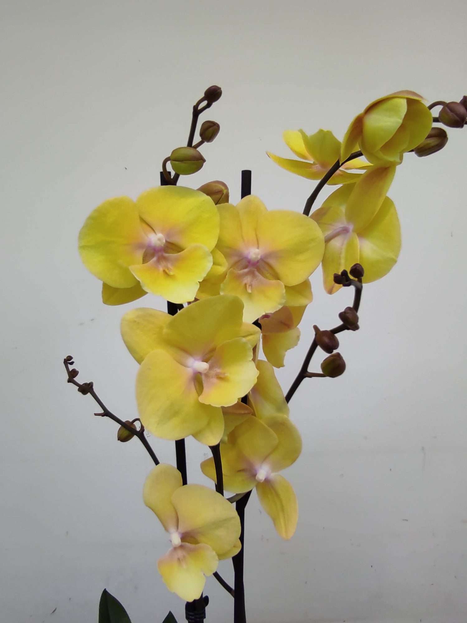 Phalaenopsis - 2 Hastes