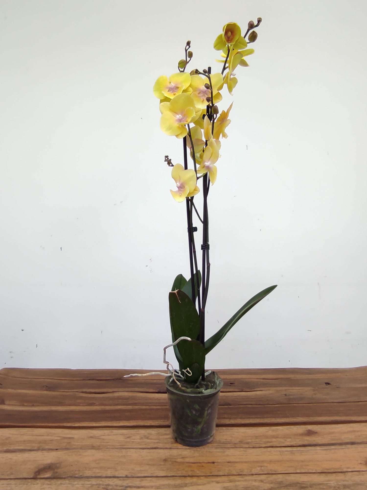Phalaenopsis - 2 Hastes - Image 2