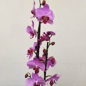 Phalaenopsis - 2 Hastes