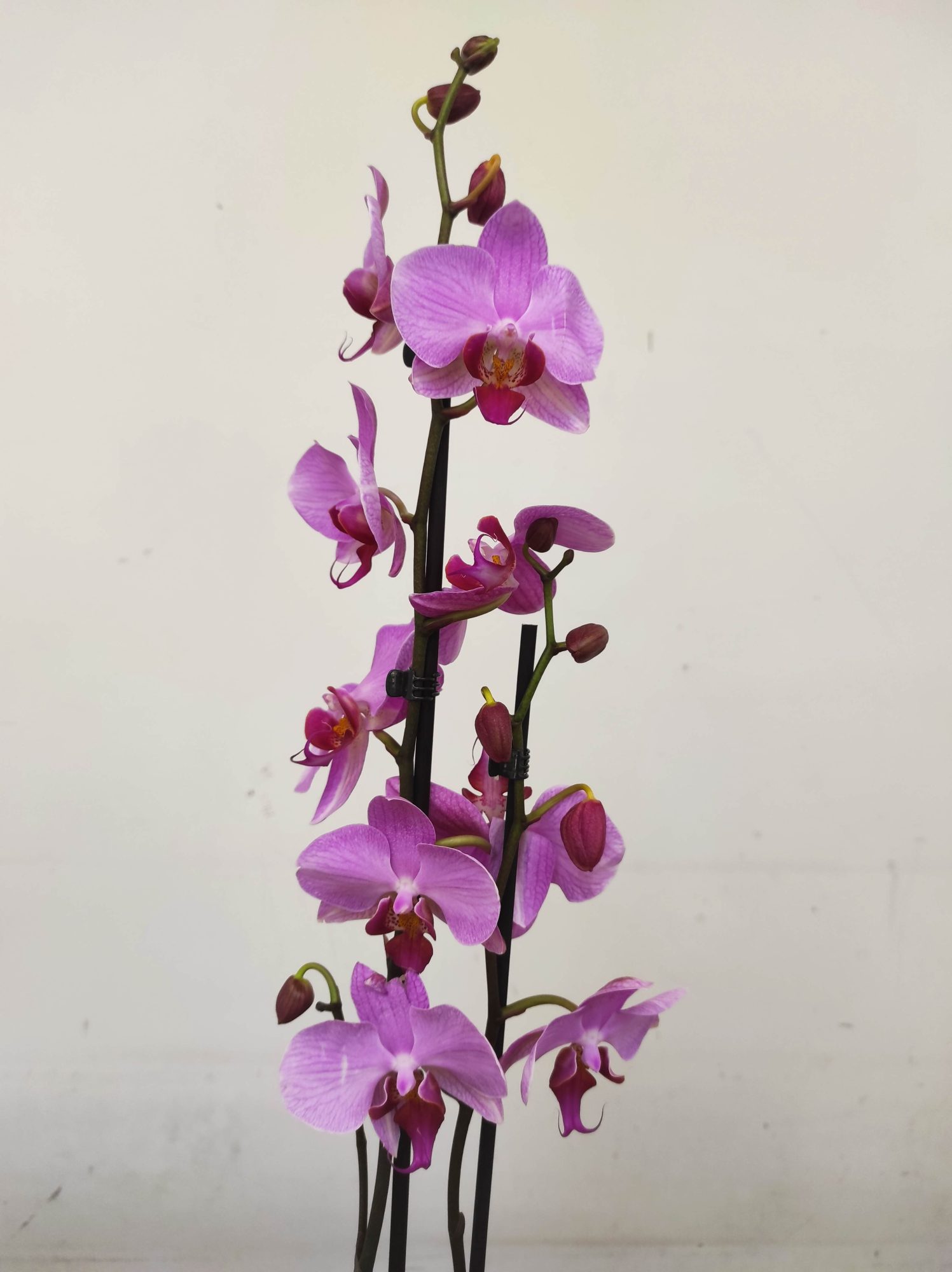 Phalaenopsis - 2 Hastes