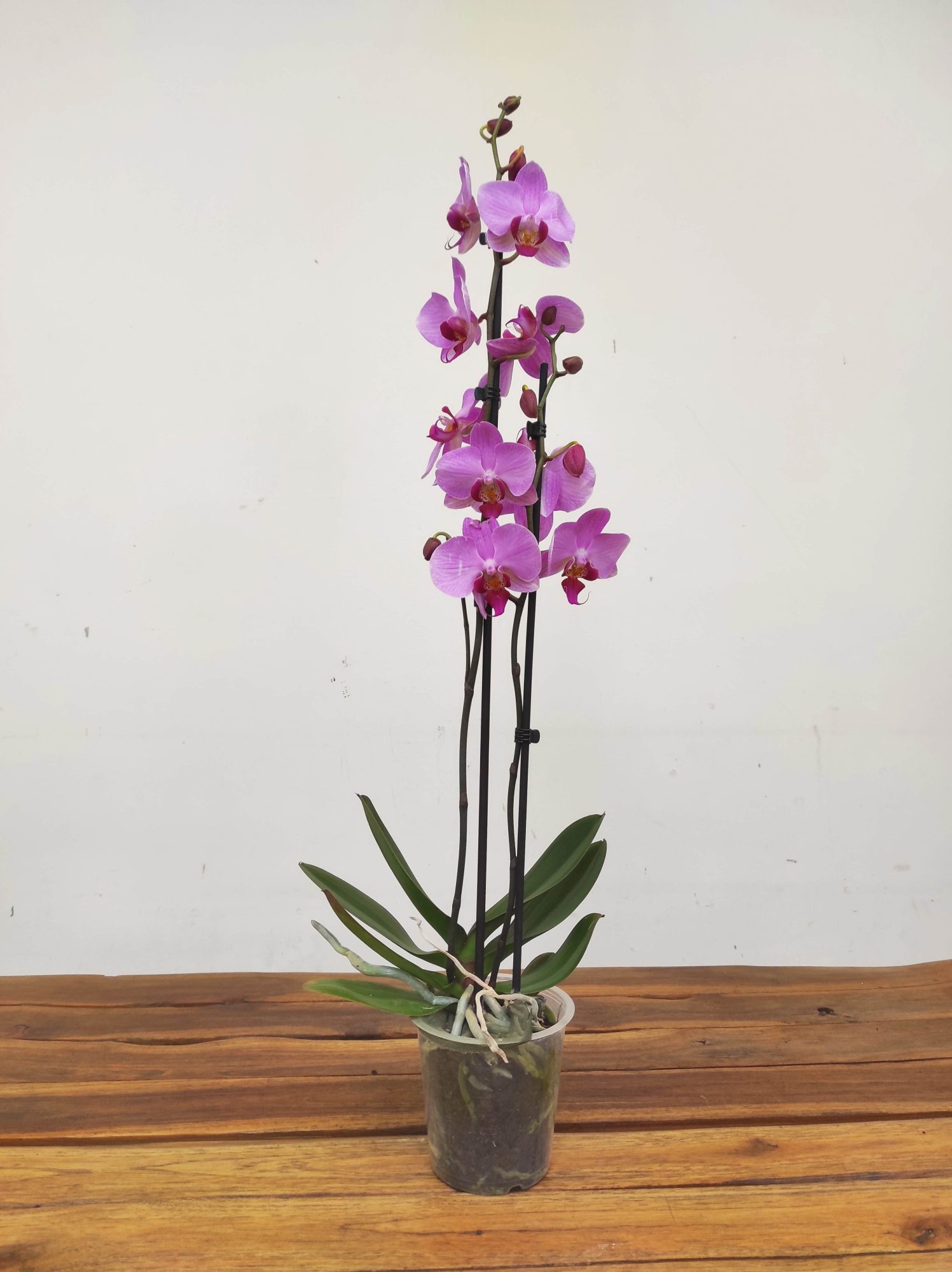 Phalaenopsis - 2 Hastes - Image 2