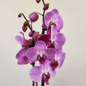 Phalaenopsis - 2 Hastes