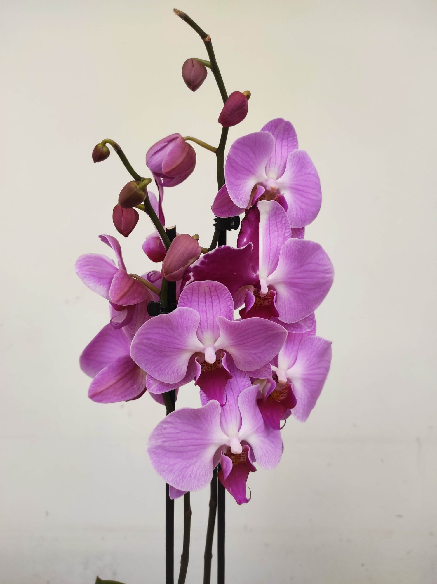 Phalaenopsis - 2 Hastes