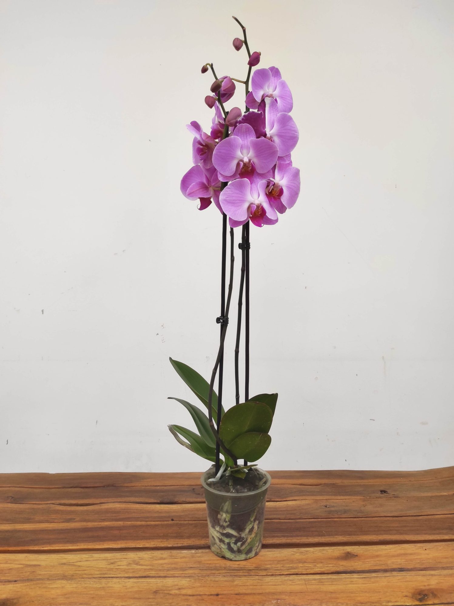 Phalaenopsis - 2 Hastes - Image 2