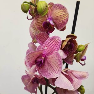 Phalaenopsis - 2 Hastes