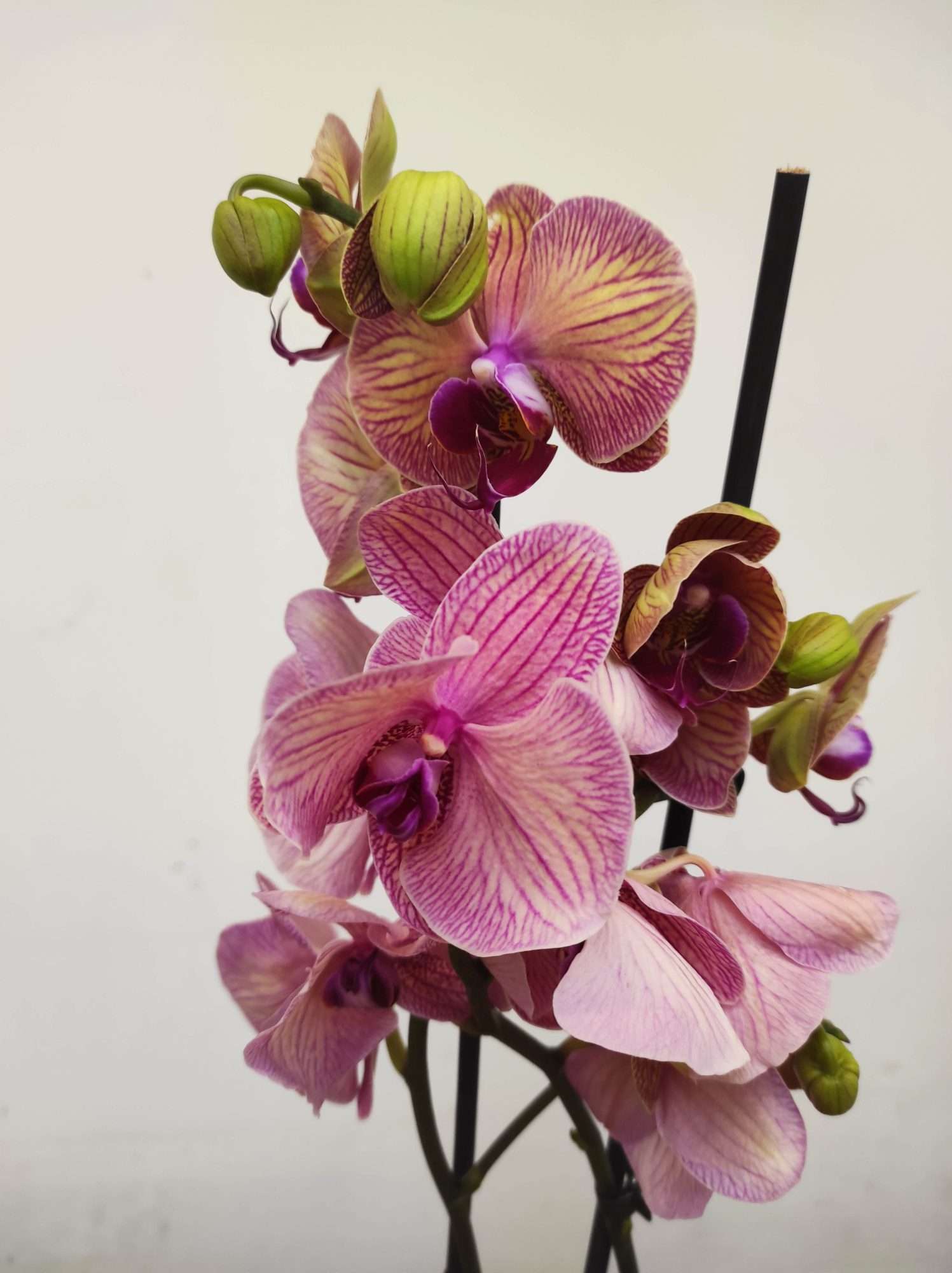 Phalaenopsis - 2 Hastes