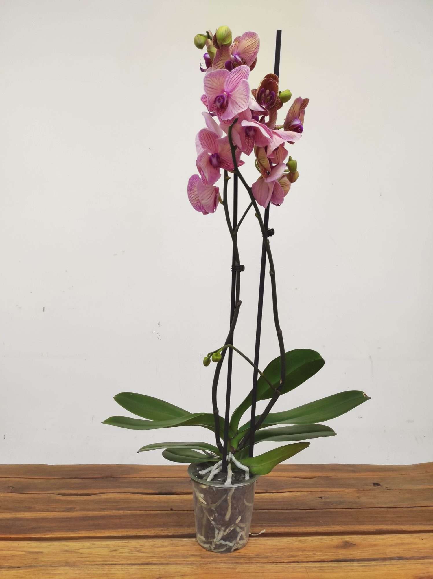 Phalaenopsis - 2 Hastes - Image 2