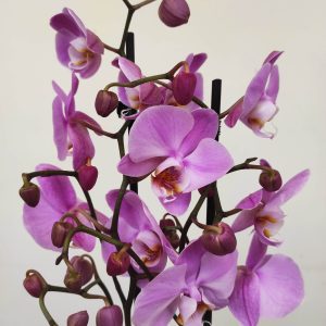 Phalaenopsis - 2 Hastes