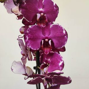 Phalaenopsis - 2 Hastes