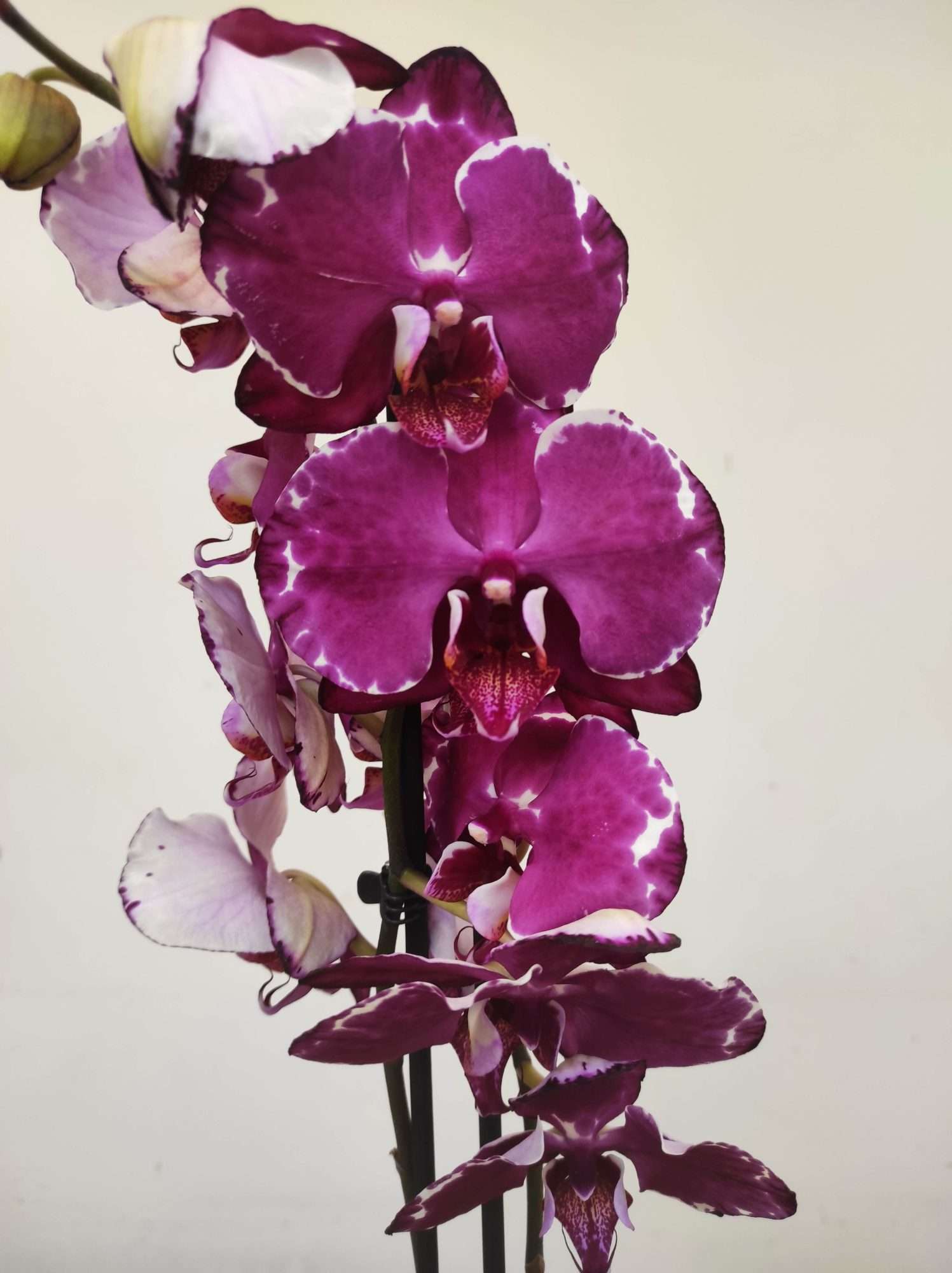 Phalaenopsis - 2 Hastes