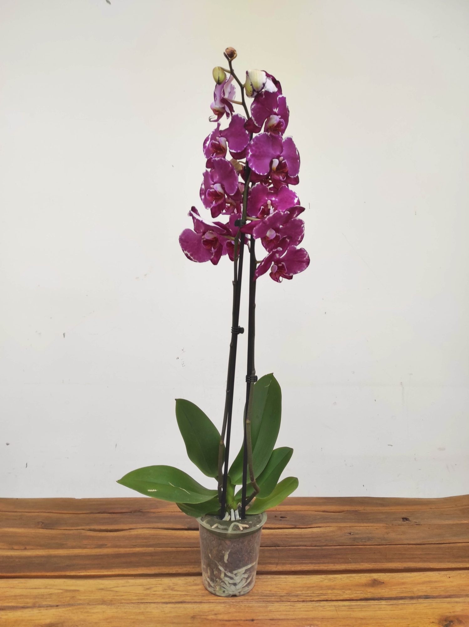 Phalaenopsis - 2 Hastes - Image 2