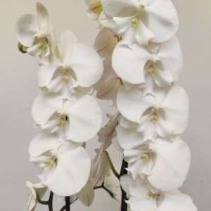 Phalaenopsis - 2 Hastes