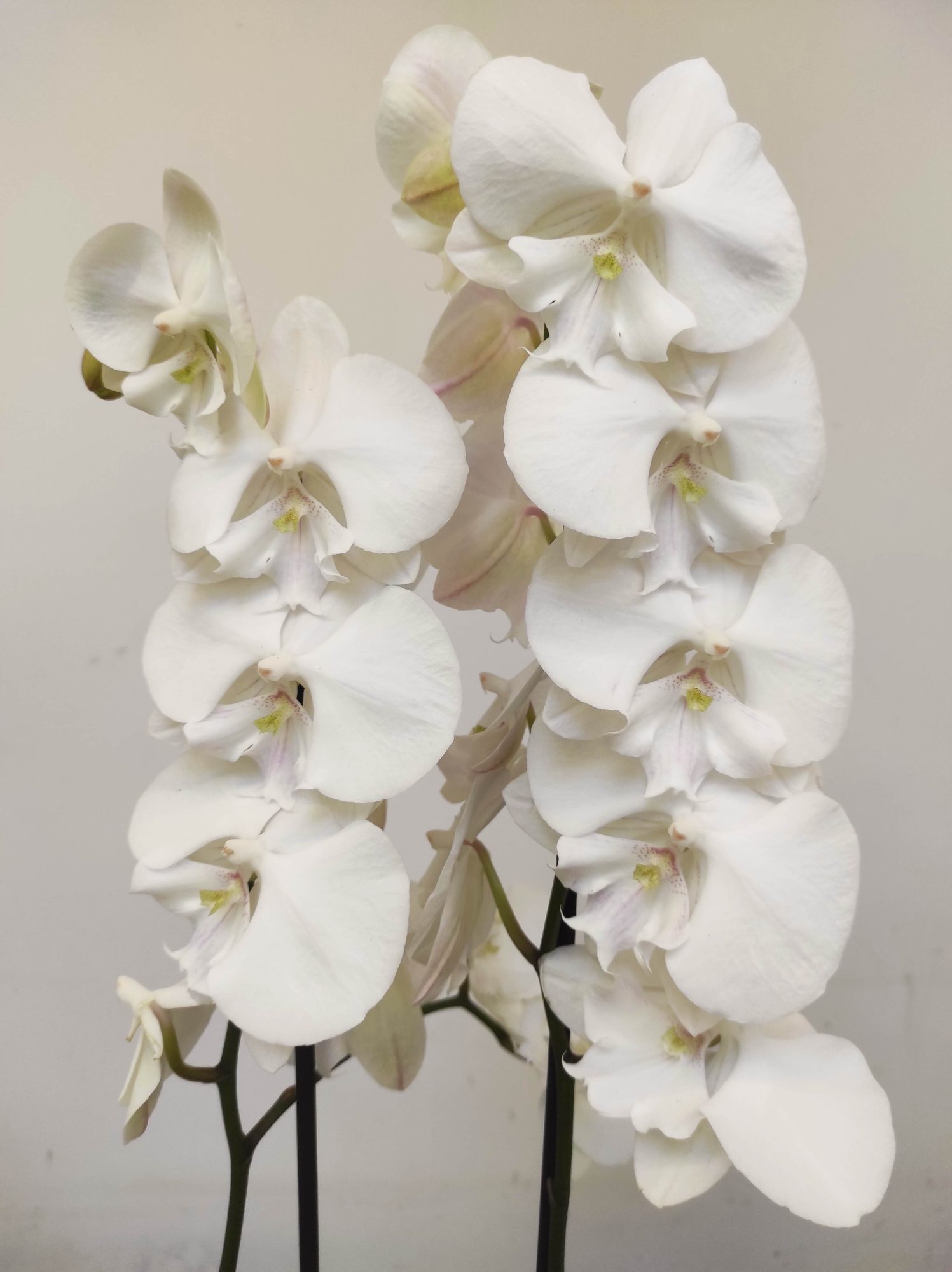 Phalaenopsis - 2 Hastes